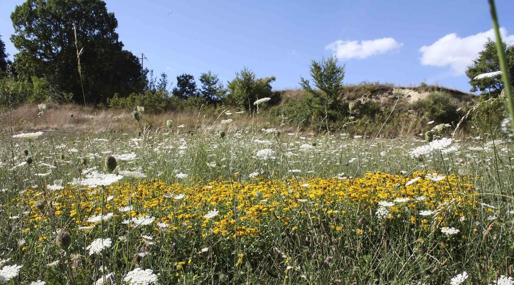 Poggio San Giovanni Casa Vacanze Antico Poggio מראה חיצוני תמונה